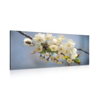 WANDBILD BLÜHENDER KIRSCHBLÜTENZWEIG - BILDER BLUMEN - BILDER