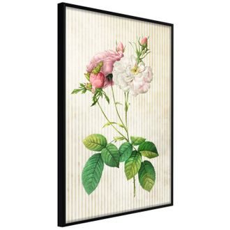 Plakát vintage růže - Romance