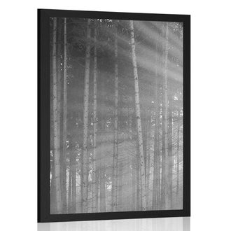 FRAMED POSTER OF THE SUN BEHIND THE TREES IN BLACK AND WHITE - BLACK AND WHITE - POSTERS