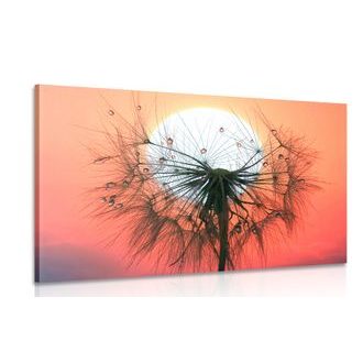 CANVAS PRINT DANDELION AT SUNSET - PICTURES FLOWERS - PICTURES