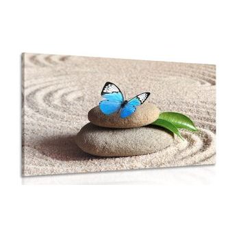 Obraz modrý motýl v Zen zahradě