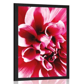 POSTER PINK FLOWER - FLOWERS - POSTERS