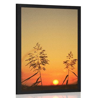 POSTER GRASHALME BEI SONNENUNTERGANG - NATUR - POSTER