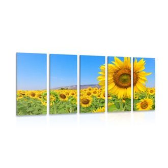 5-teiliges Wandbild Feld mit Sonnenblumen