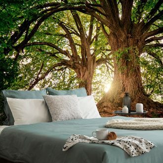 Wall mural majestic trees