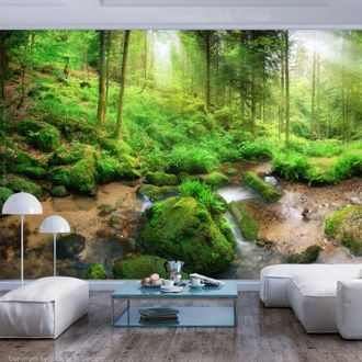 Photo wallpaper wet forest