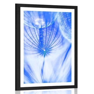 POSTER WITH MOUNT DANDELION IN BLUE DESIGN - FLOWERS - POSTERS