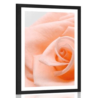 POSTER WITH MOUNT ROSE IN A PEACH SHADE - FLOWERS - POSTERS