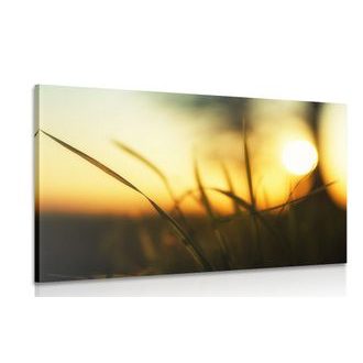 OBRAZ ZAPADAJÍCÍ SLUNCE V TRÁVĚ - OBRAZY PŘÍRODY A KRAJINY - OBRAZY