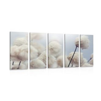 5-DÍLNÝ OBRAZ ARKTICKÉ KVĚTINY BAVLNY - OBRAZY KVĚTŮ - OBRAZY