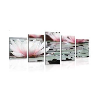 5-DÍLNÝ OBRAZ LOTOSOVÝ KVĚT - OBRAZY KVĚTŮ - OBRAZY