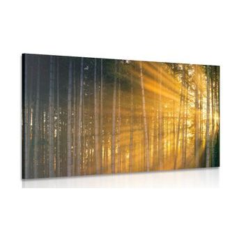 WANDBILD SONNE HINTER BÄUMEN - BILDER VON NATUR UND LANDSCHAFT - BILDER