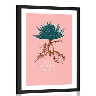 PLAKAT PASSEPARTOUTZ NAPISEM ALOE BARBADENSIS MILLER - MOTYWY NASZEJ PRODUKCJI - PLAKATY