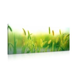 CANVAS SCHILDERIJ GRASSTENGELS IN GROEN - SCHILDERIJEN - MEGA UITVERKOOP TOT 70% 🔥