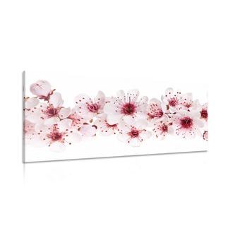 OBRAZ TŘEŠŇOVÉ KVĚTY - OBRAZY KVĚTŮ - OBRAZY