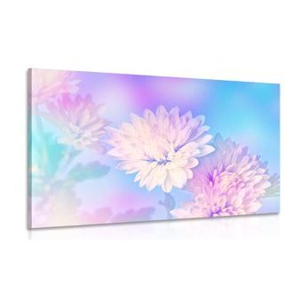 OBRAZ KVĚT CHRYZANTÉMY - OBRAZY KVĚTŮ - OBRAZY