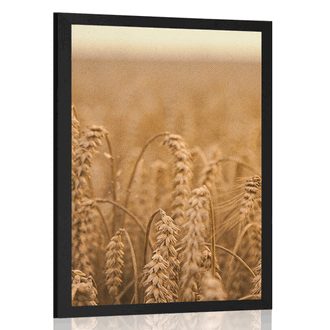 POSTER GRAIN FIELD - NATURE - POSTERS