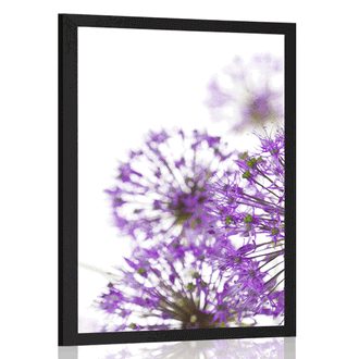 POSTER BLOOMING PURPLE GARLIC FLOWERS - FLOWERS - POSTERS