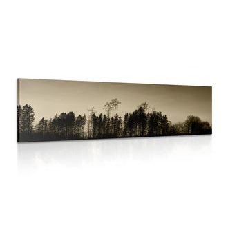 CANVAS PRINT SEPIA FOREST - BLACK AND WHITE PICTURES - PICTURES