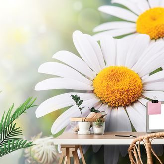 WALL MURAL DAISY FLOWERS - WALLPAPERS - 🔥 TOTAL SALE 🔥