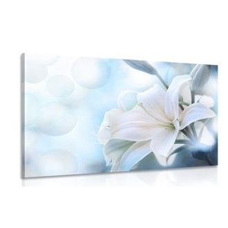 Picture white lily flower on an abstract background