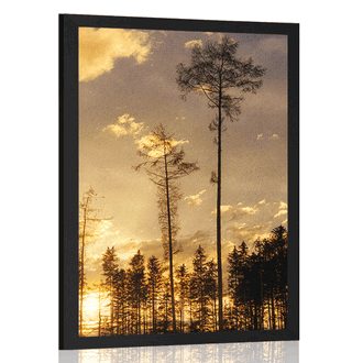 FRAMED POSTER EARLY EVENING IN THE FOREST - NATURE - POSTERS