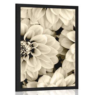 AFFICHE FLEURS DE DAHLIA DANS UN DESIGN SÉPIA - NOIR ET BLANC - AFFICHES