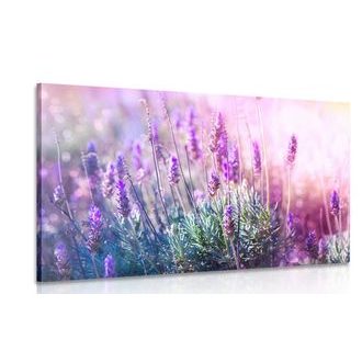 Picture of magical lavender flowers