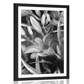 Plakát s paspartou rozkvět lilie v černobílém provedení