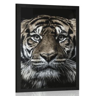 POSTER TIGER - TIERE - POSTER