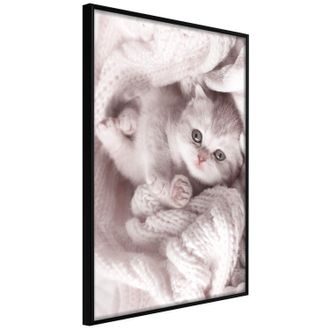 Plagát roztomilé mačiatko - Tangled in Sweater