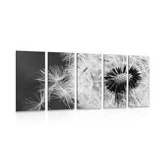 5-DÍLNÝ OBRAZ SEMÍNKA PAMPELIŠKY V ČERNOBÍLÉM PROVEDENÍ - ČERNOBÍLÉ OBRAZY - OBRAZY