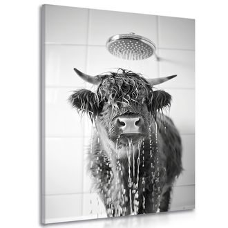 SLIKA KRAVA POD TUŠEM - SLIKE BIVOLI I KRAVE - SLIKE