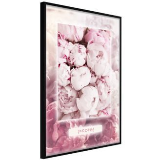 Poszter rózsaszín pünkösd rózsák - Scent of Peonies