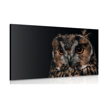 ΕΙΚΌΝΑ ΚΟΥΚΟΥΒΆΓΙΑ - ΠΊΝΑΚΕΣ ΖΏΩΝ - ΠΊΝΑΚΕΣ