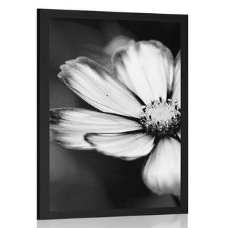 AFFICHE JARDIN COSMOS FLEUR EN NOIR ET BLANC - NOIR ET BLANC - AFFICHES