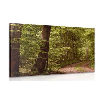 OBRAZ ZELENÝ LES - OBRAZY PŘÍRODY A KRAJINY - OBRAZY