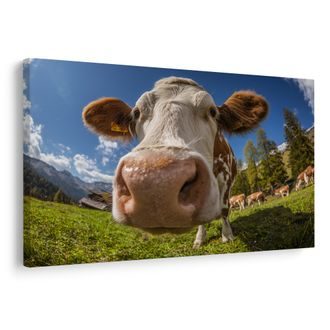 OBRAZ KRÁVA V HORSKÉ PŘÍRODĚ - OBRAZY BUVOLI A KRÁVY - OBRAZY