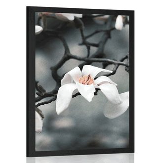 Plakat magnolija koja se budi