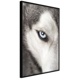 Plakát oko vlka - Azure Eye