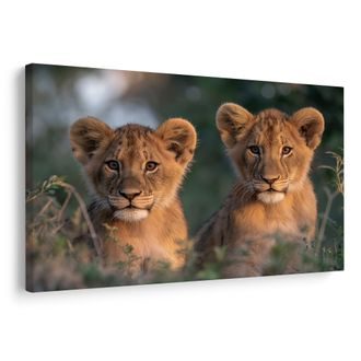 WANDBILD LÖWENJUNGE IN DER WILDNIS - BILDER VON LÖWEN UND TIGERN - BILDER