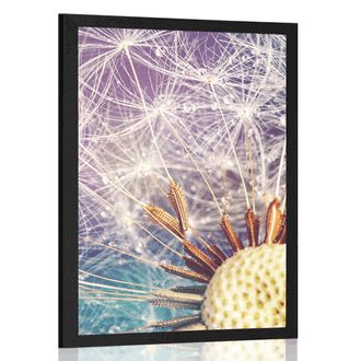 POSTER DETAILED DANDELION - FLOWERS - POSTERS