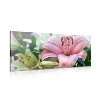 ΕΙΚΌΝΑ ΕΝΌΣ ΡΟΖ ΚΡΊΝΟΥ ΣΕ ΆΝΘΙΣΗ - ΠΊΝΑΚΕΣ ΑΠΌ ΛΟΥΛΟΎΔΙΑ - ΠΊΝΑΚΕΣ