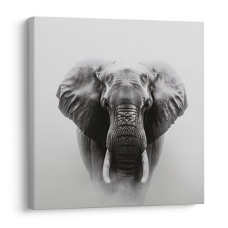 OBRAZ SLONÍ SÍLA A KLID - OBRAZY SLONI - OBRAZY