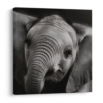 SLIKA CRNO-BIJELI PORTRET SLONA - SLIKE SLONOVA - SLIKE
