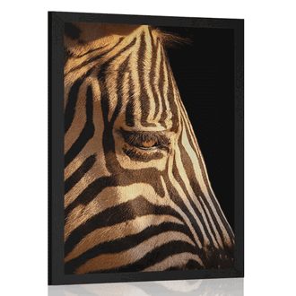 Poszter egy zebra portréja