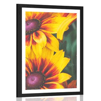 AFFICHE AVEC MONTURE JOLIES FLEURS BICOLORES - FLEURS - AFFICHES