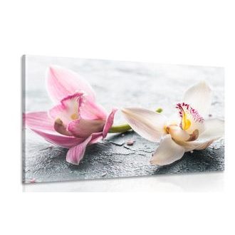 CANVAS PRINT TWO COLORFUL ORCHID FLOWERS - PICTURES FLOWERS - PICTURES