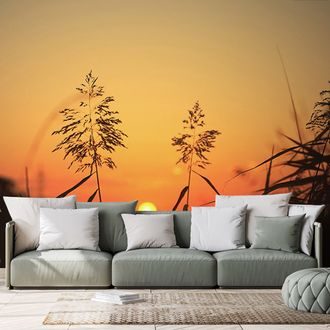 WALL MURAL GRASS BLADES AT SUNSET - WALLPAPERS NATURE - WALLPAPERS