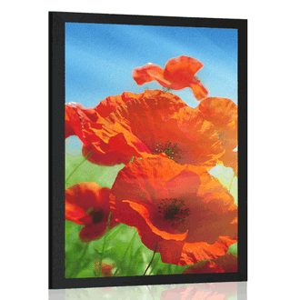 POSTER MOHNBLUME AUF DER WIESE - BLUMEN - POSTER